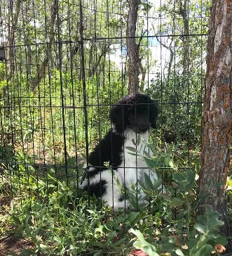 service dog canidate in training montrose co