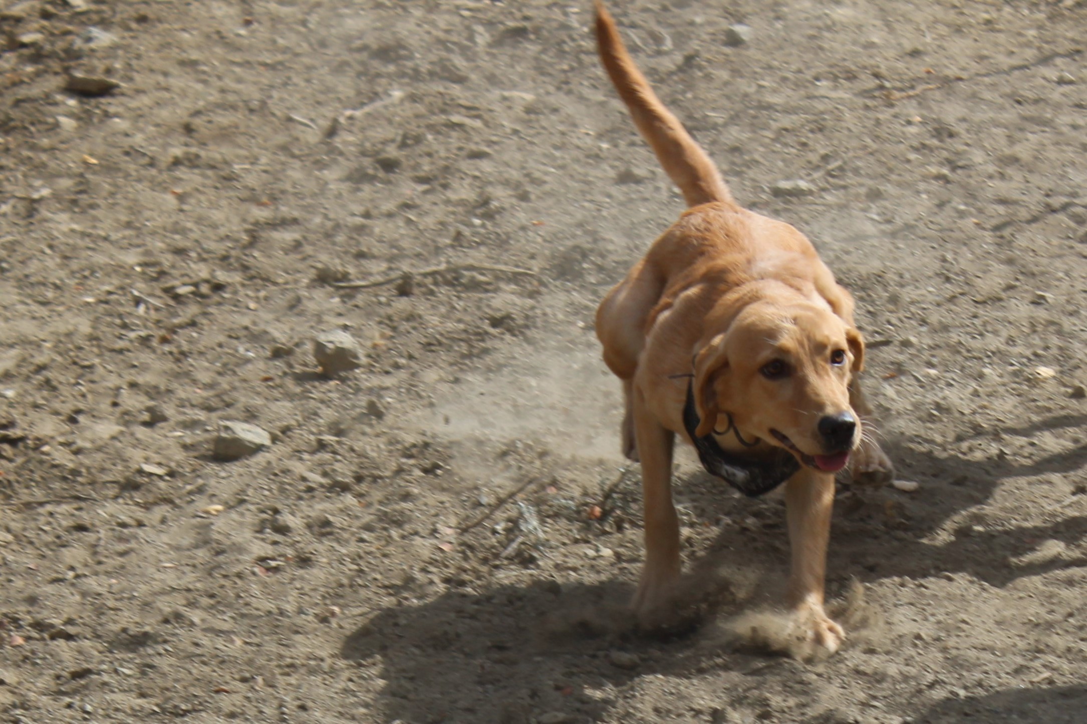 kula service dog sliding to a stop dust at her back feet