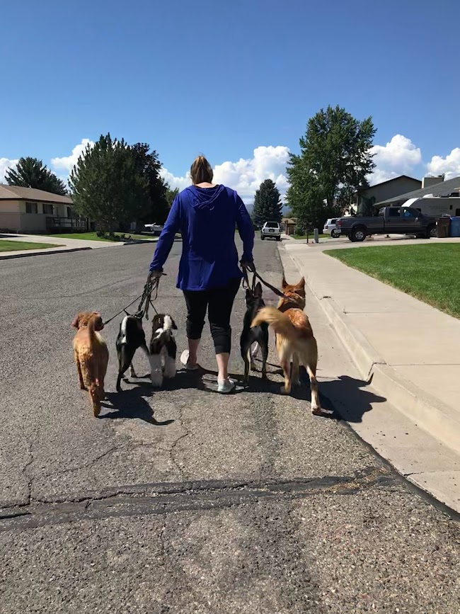 service dog trainer candra gurney walking 5 dogs