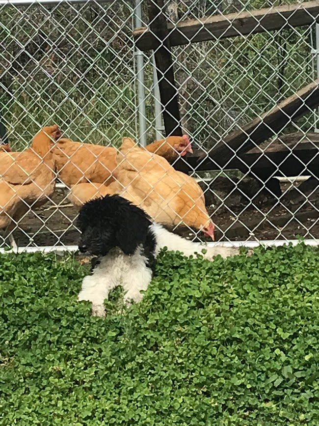 mable service dog primal performance at mountain trails homestead with chickens